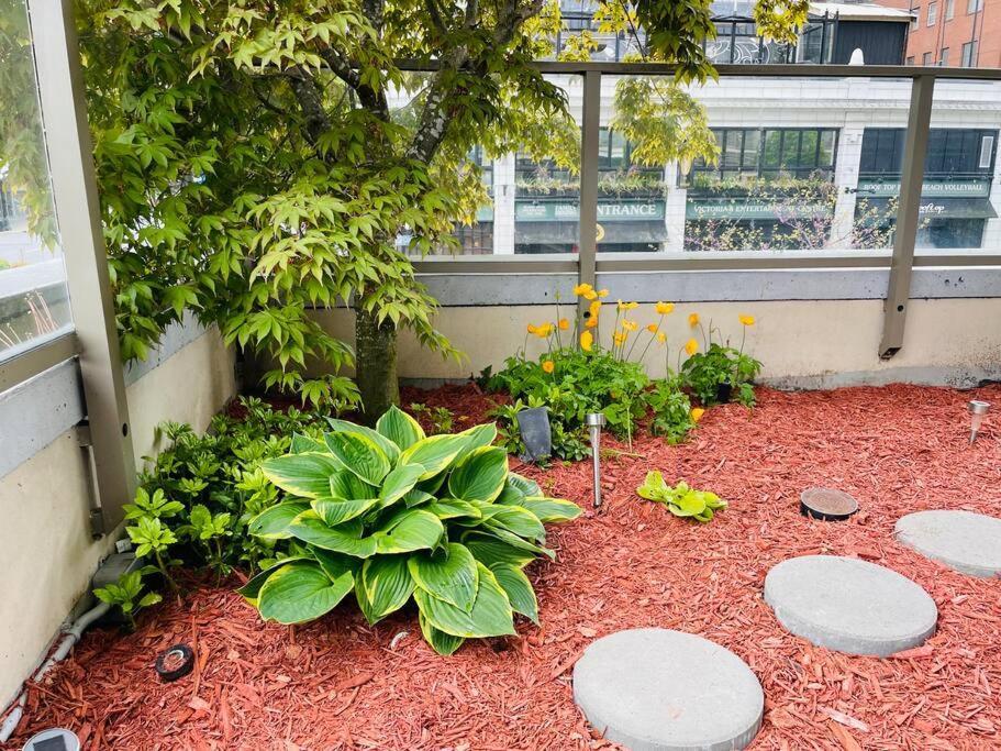 Spacious Downtown 2 Bedroom Condo With Pool And Air Conditioning Victoria Exteriör bild